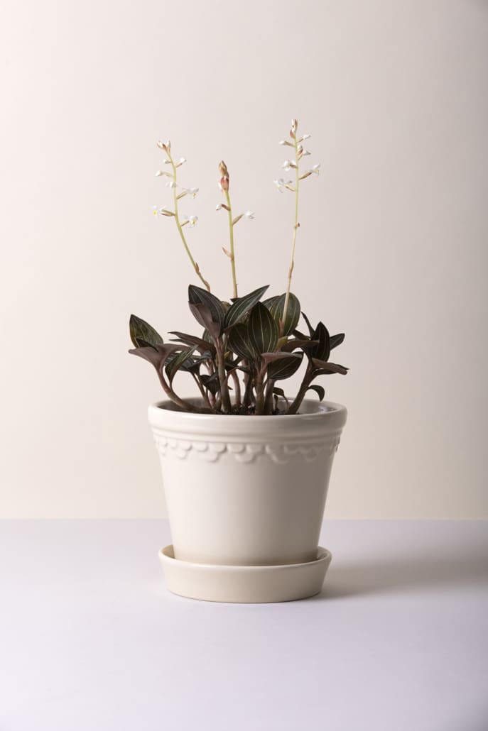 Kobenhavner 14 cm / 5.5 inch Glazed pot & tray in Sandstone
