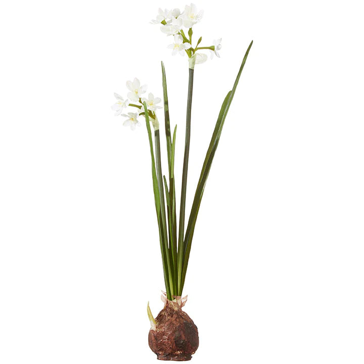 PaperWhite Single Bulb