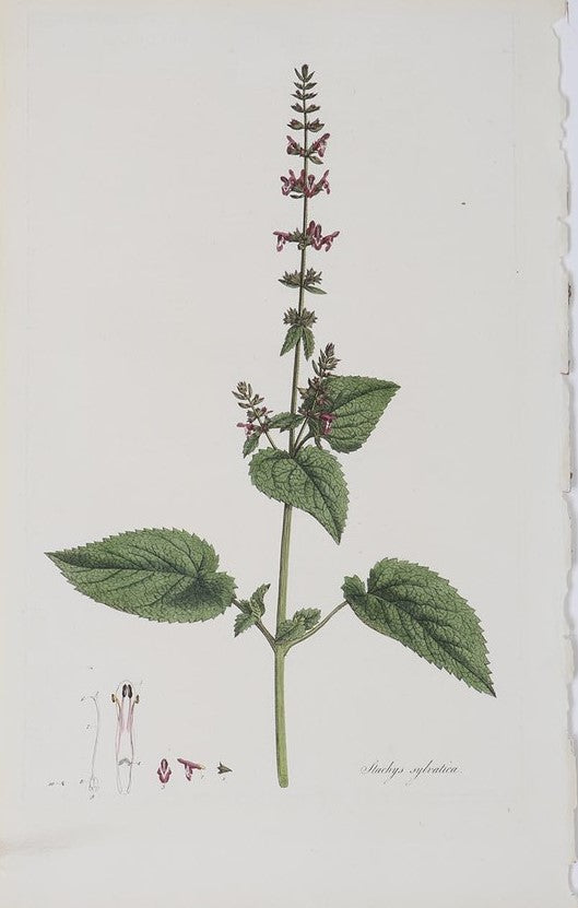 STACHYS SYLVATICA or HEDGE WOUNDWORT