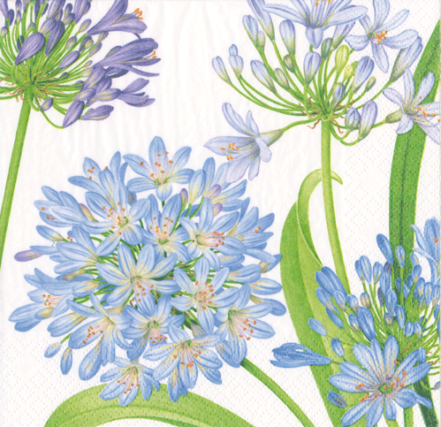 Agapanthus Garden Cocktail Napkin