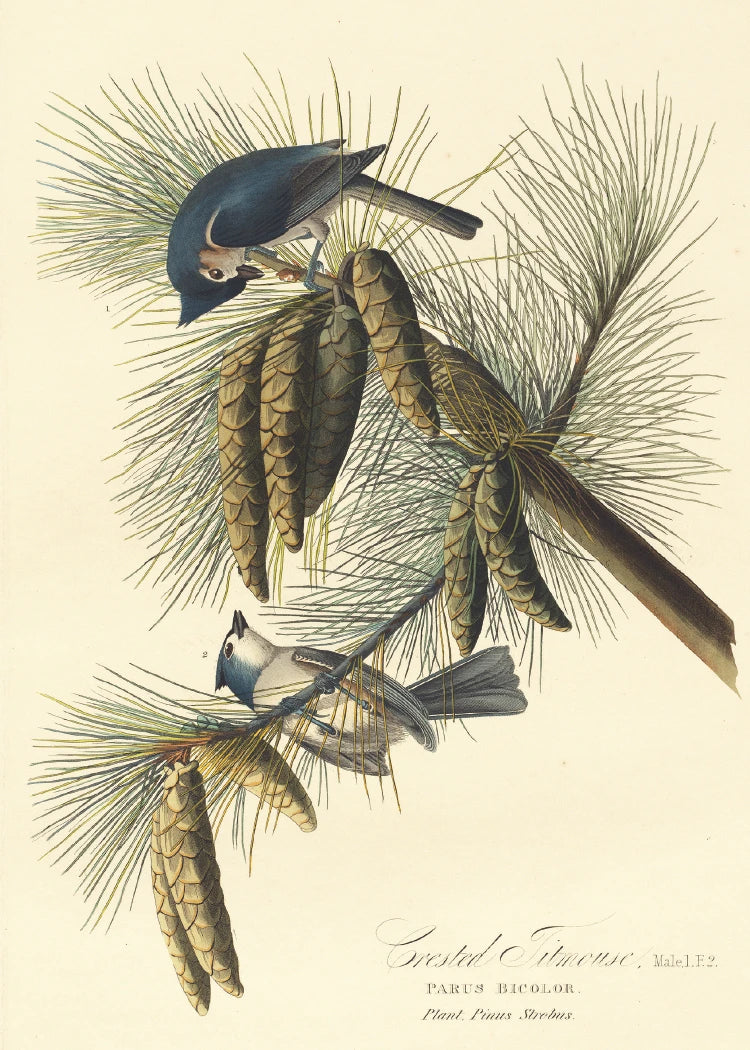 Crested Titmouse Greeting Cards