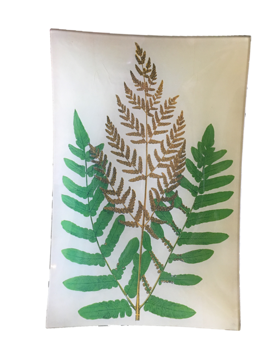 Fern 8x12