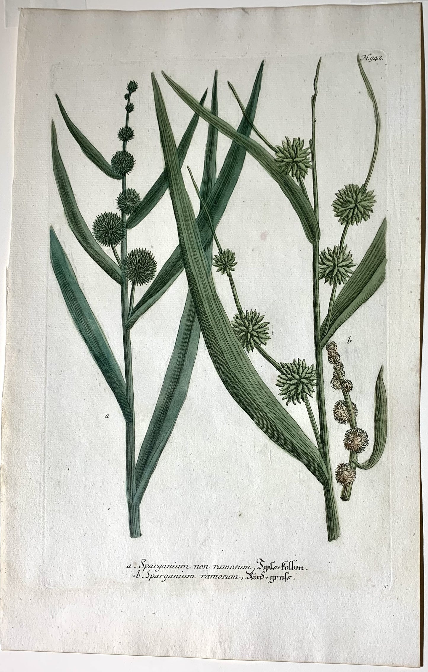 Sparganium non ranasum antique print