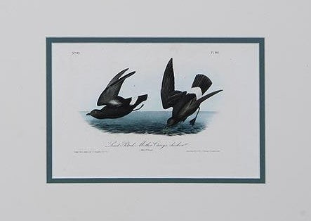 Print, Least Petrel Mother