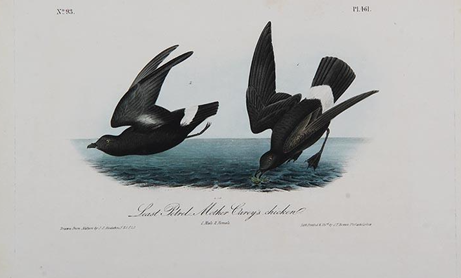 Print, Least Petrel Mother