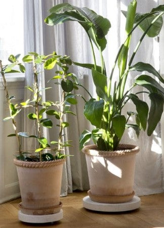Emilia Rosa 35 cm / 13.8 in pot & tray