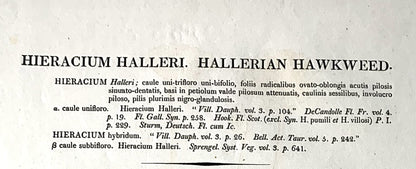 HIERACIUM HALLERI or HALLERIAN HAWKWEED