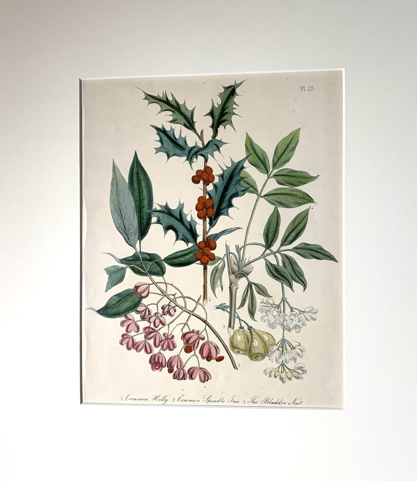 Print, American Holly