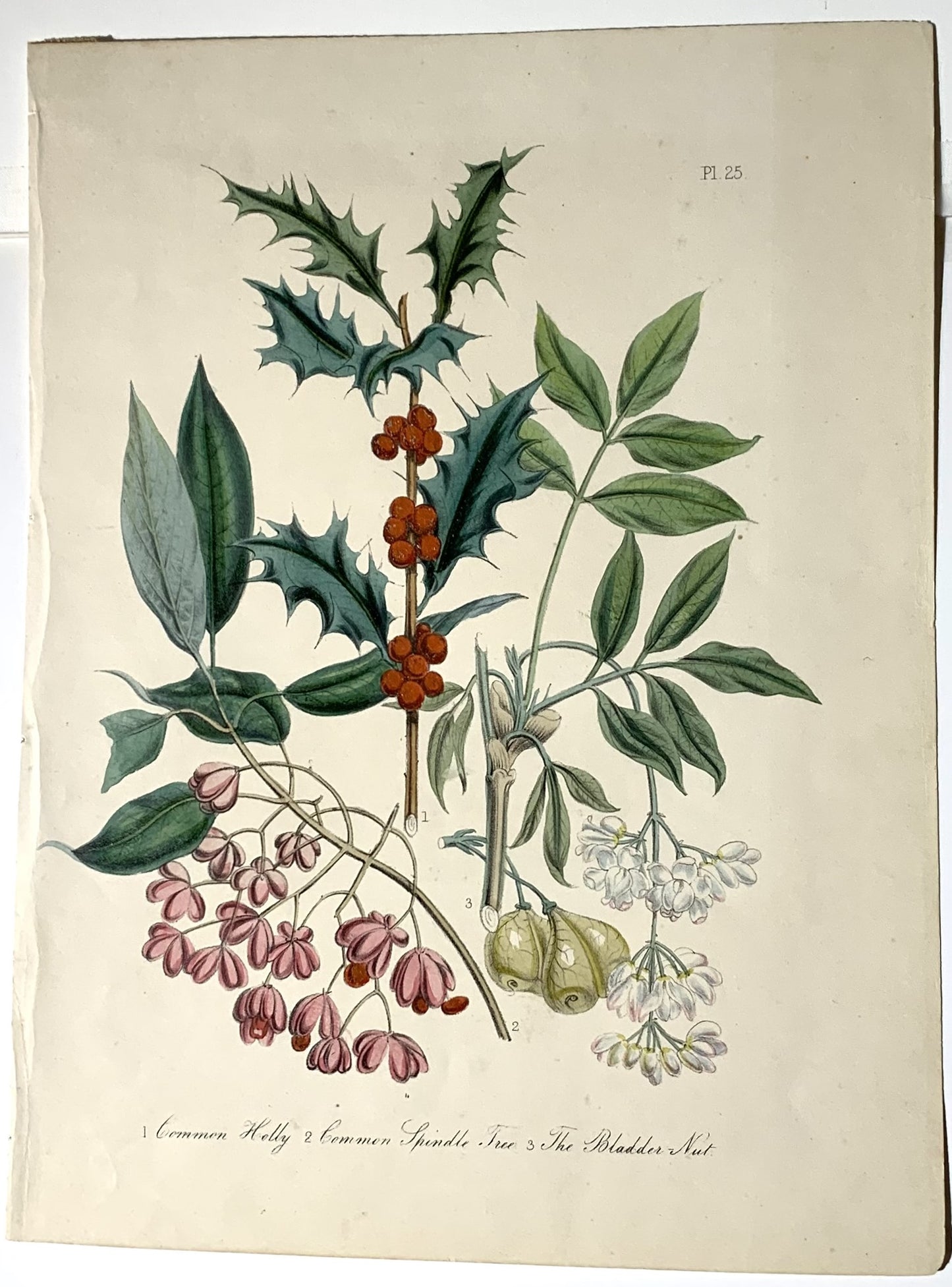 Print, American Holly