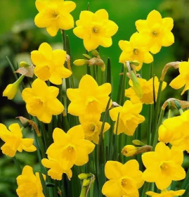 4" Mini Daffodil