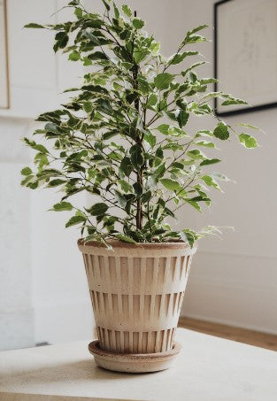 Pantheon 25 cm / 9.8 in pot & tray in Rosa Terracotta