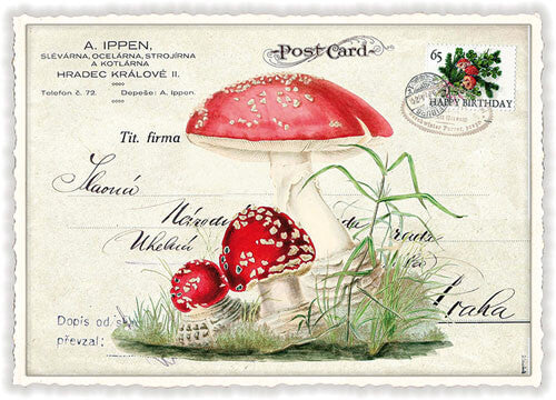 Mushrooms Blank Postcard