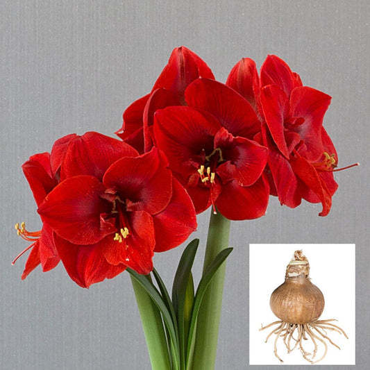 Merry Christmas Amaryllis  9380