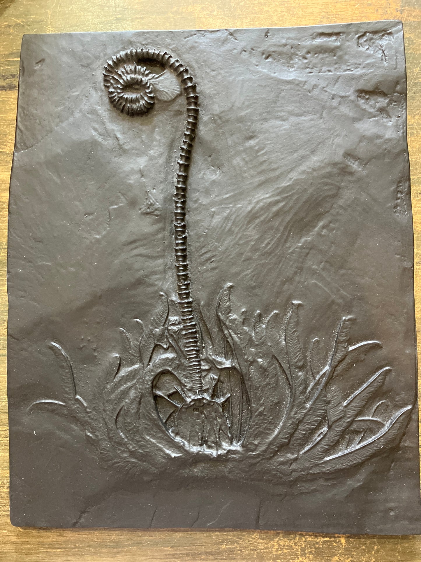 Casing of a Fiddlehead Fern