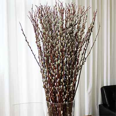 Pussy Willow 10 branches per bundle