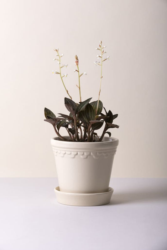Kobenhavner 14 cm / 5.5 inch Glazed pot & tray in Sandstone