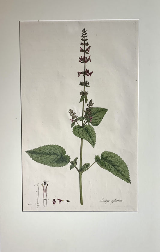 STACHYS SYLVATICA or HEDGE WOUNDWORT