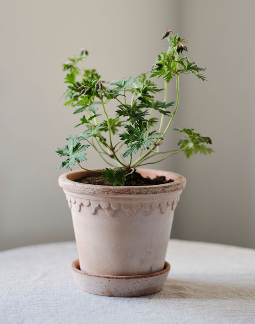 Kobenhavner 14 cm / 5.5 inch pot & tray in Rosa Terracotta