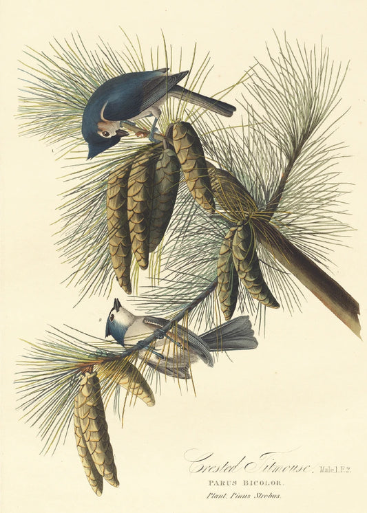 Crested Titmouse Greeting Cards