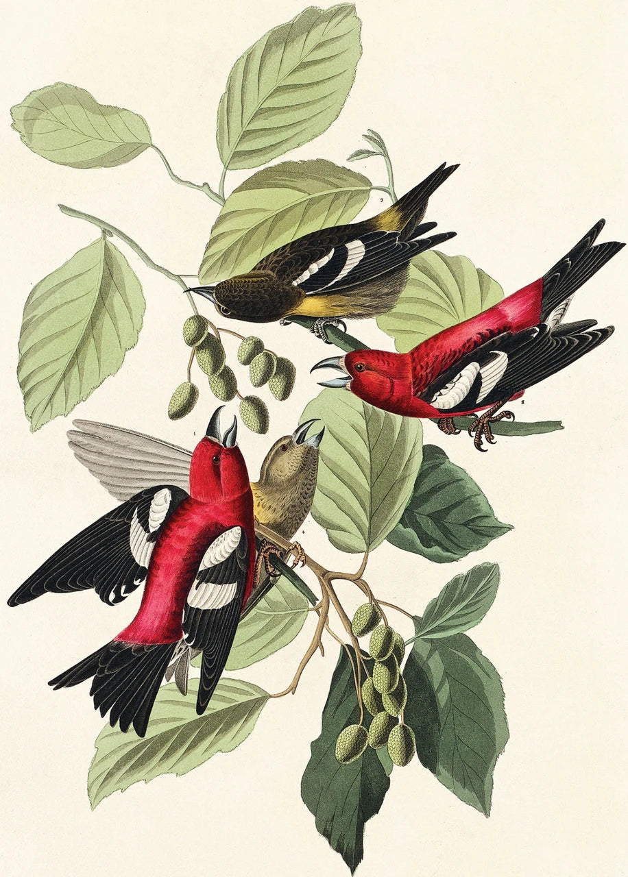 Audubon White Winged Crossbill