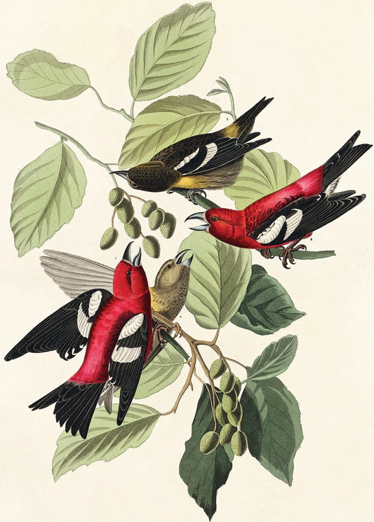 Audubon White Winged Crossbill