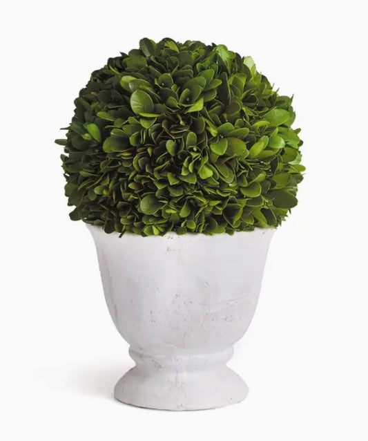 Boxwood Ball Topiary in Pot Small