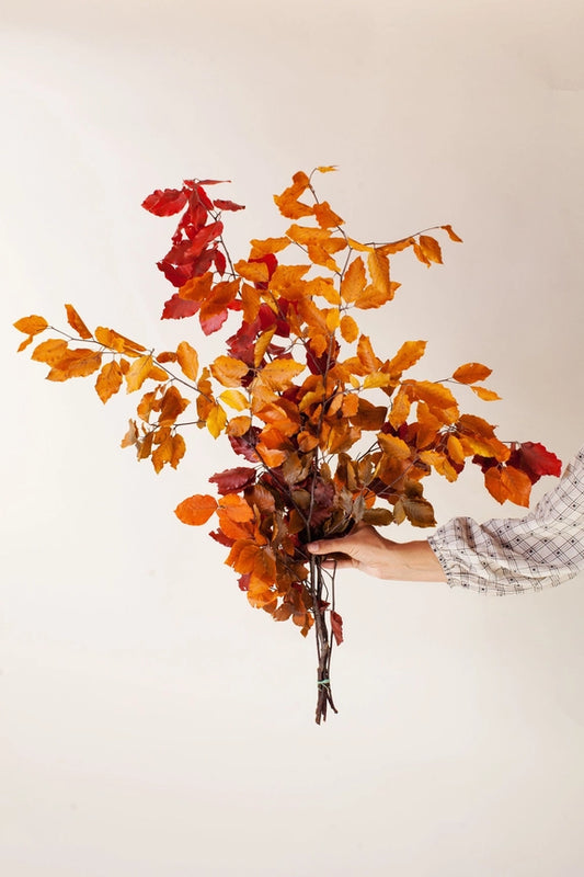 Preserved Copper Beech
