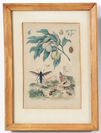 Framed Botanical and Insect Print