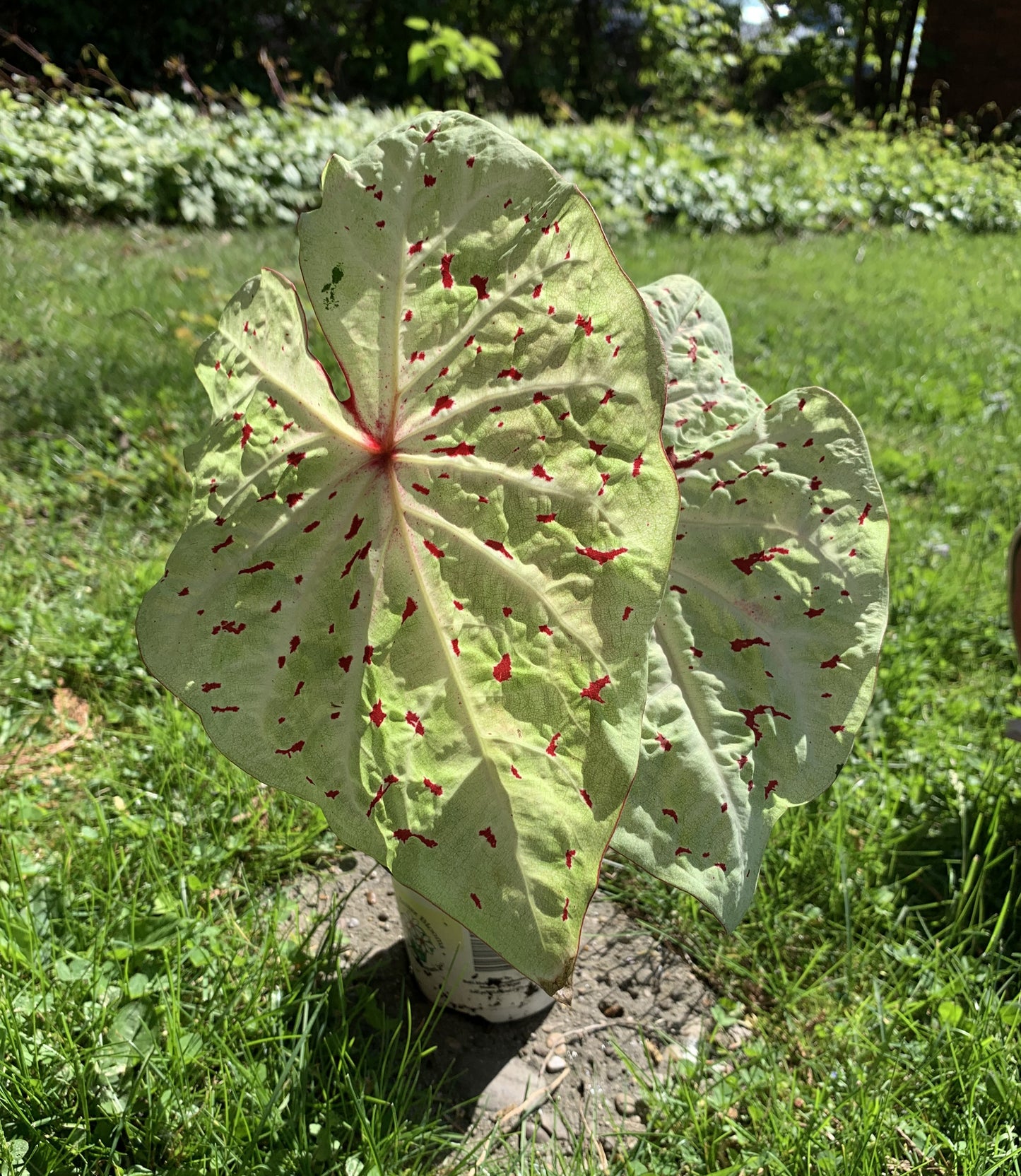4" Caladium