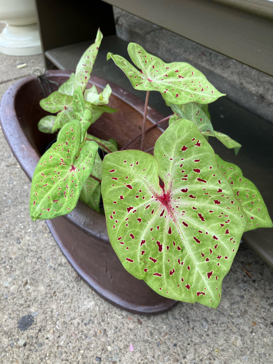 4" Caladium