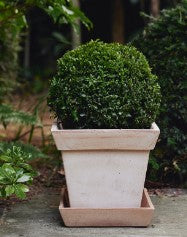 Gaia Rosa Square Pot Large with tray
