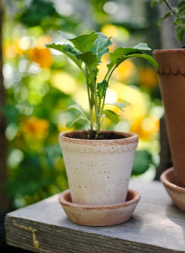 Helena 16 cm / 6.3 in pot & tray in Rosa Terracotta