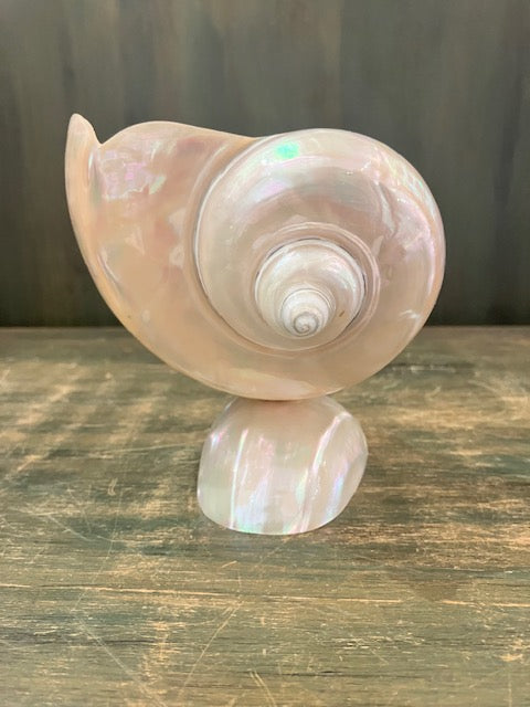 Antique Mother of Pearl Sea Shell with Scalloped Edge on Shell Stand