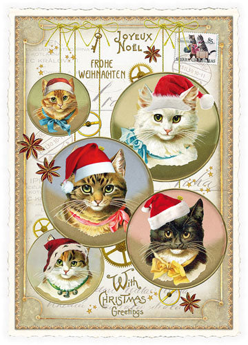 Xmas Cats Postcard