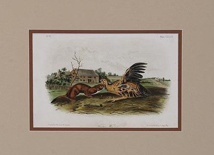 Print, Tawny Weasel, plate 148